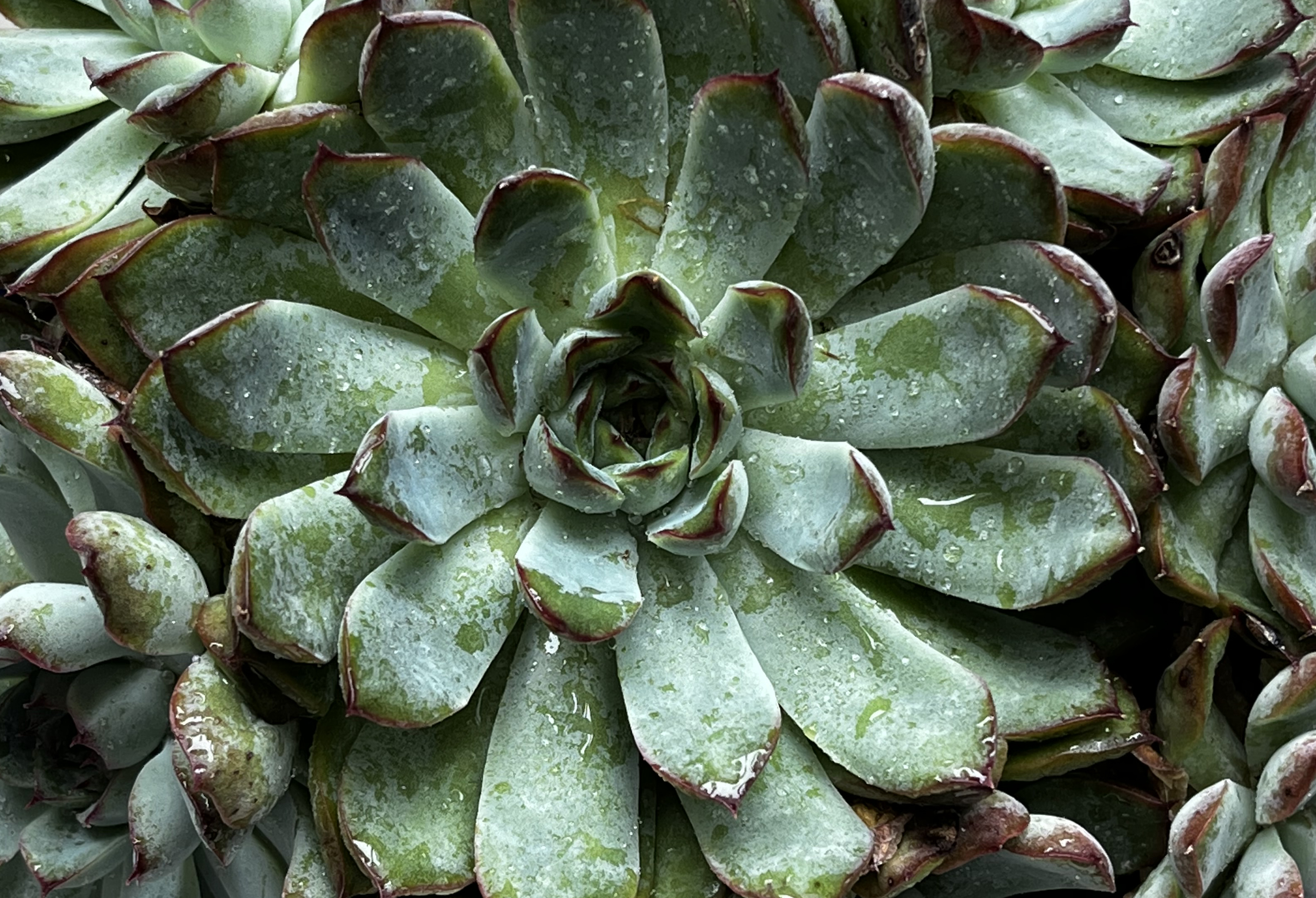 "Succulents" Image by Debra Pike