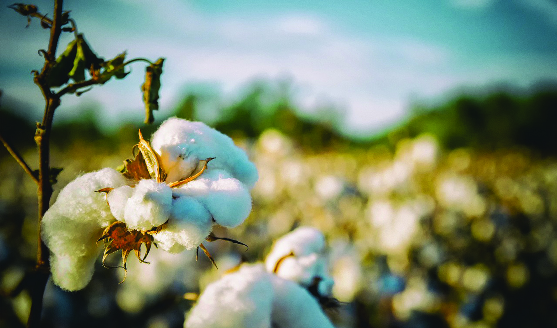 Cotton Field