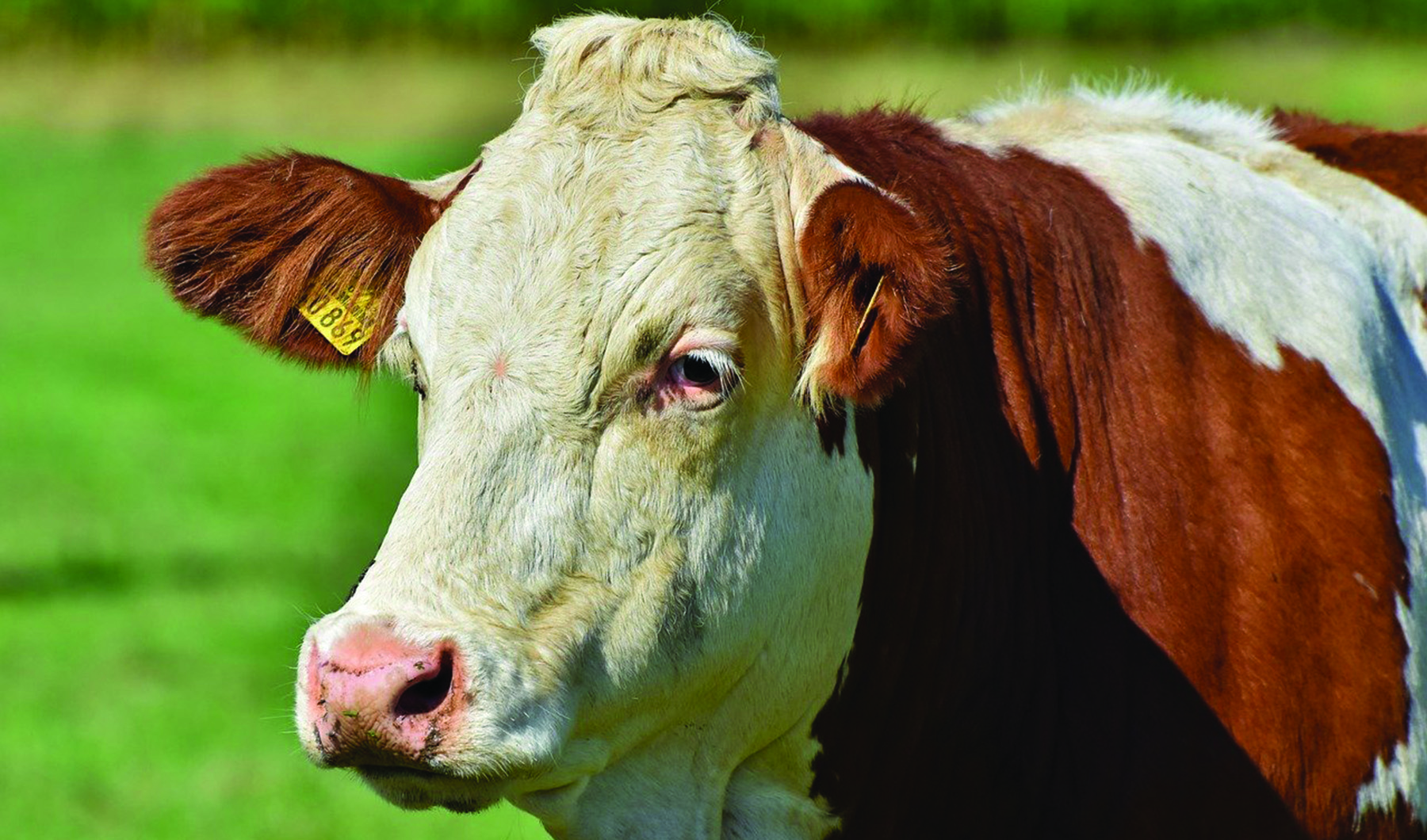 Hereford Cow