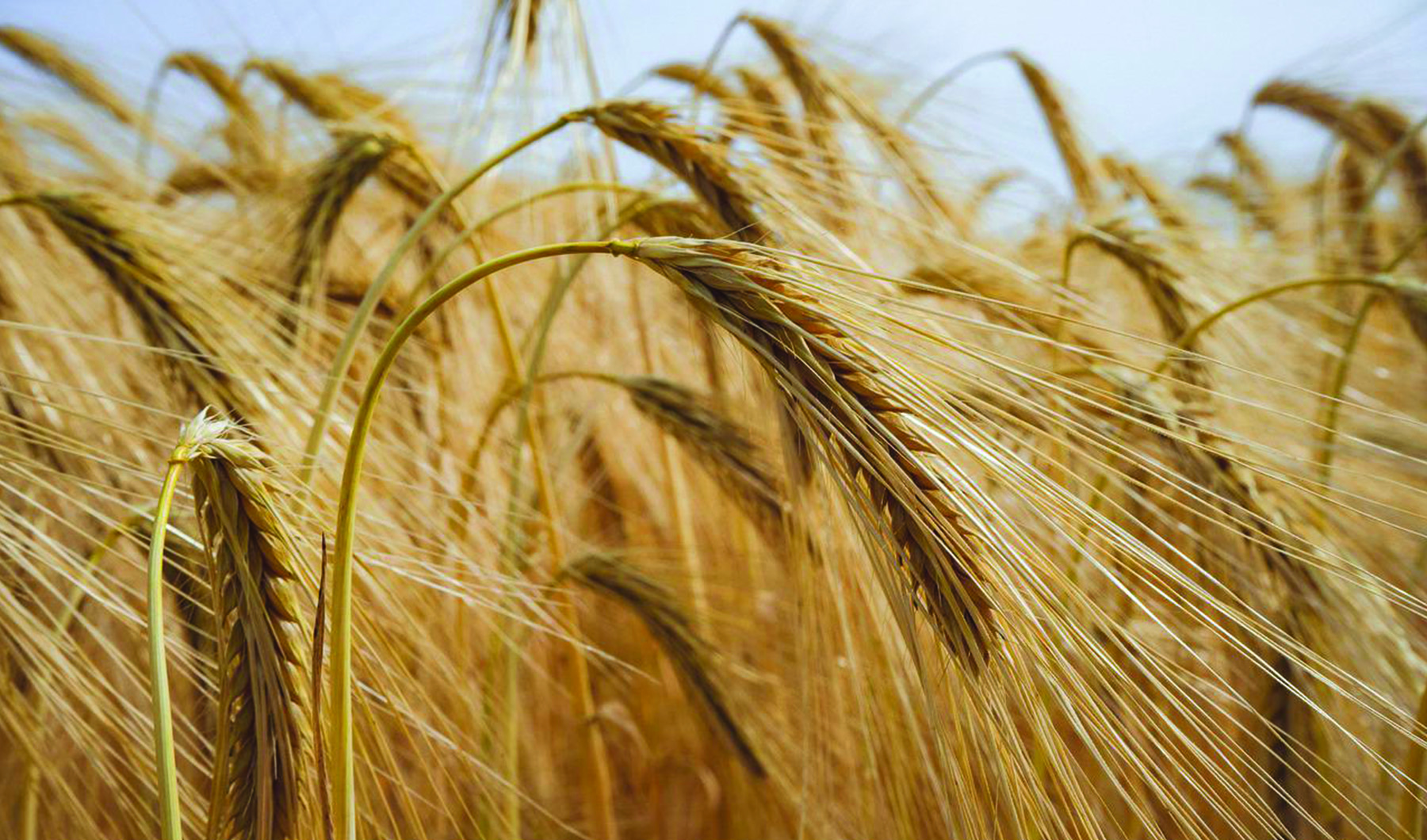 Wheat Field