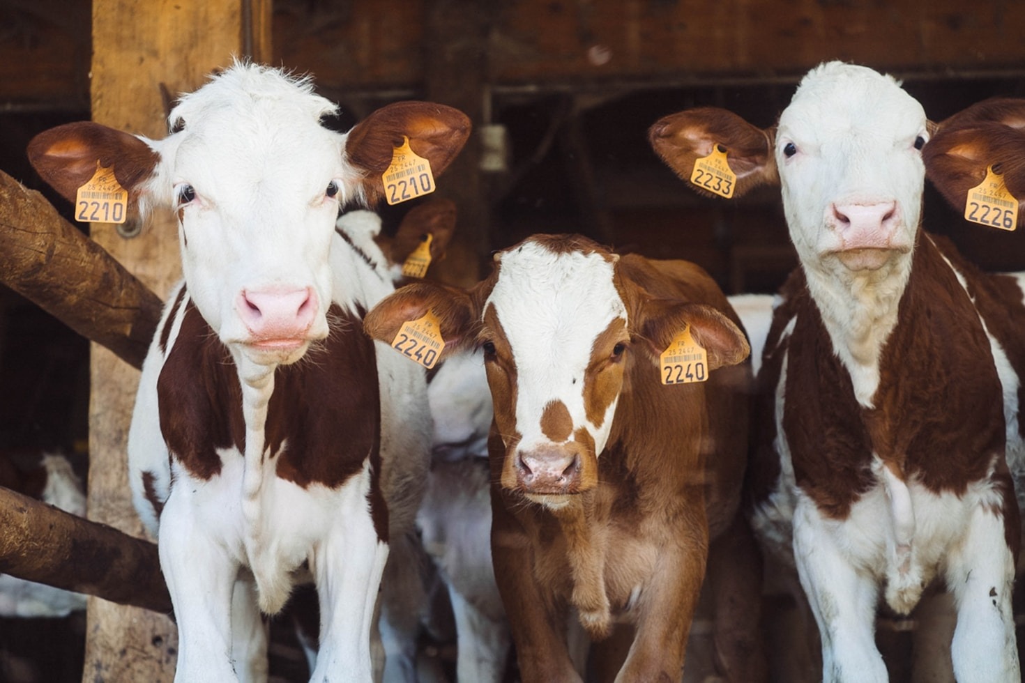 Essential Skills Every Farm Manager Needs