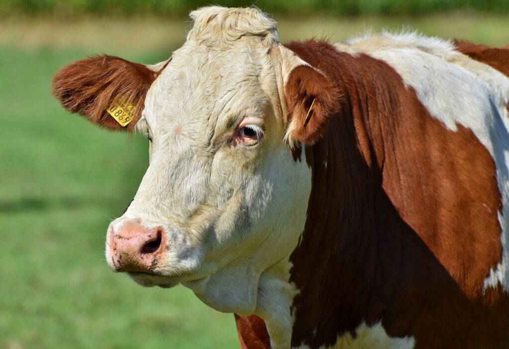 hereford cow