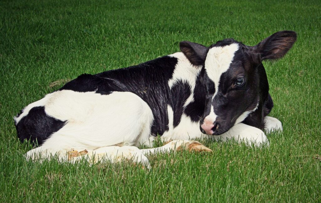 Holstein calf